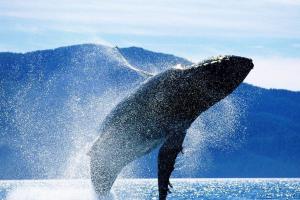 Как спят киты и другие интересные факты об удивительных гигантах